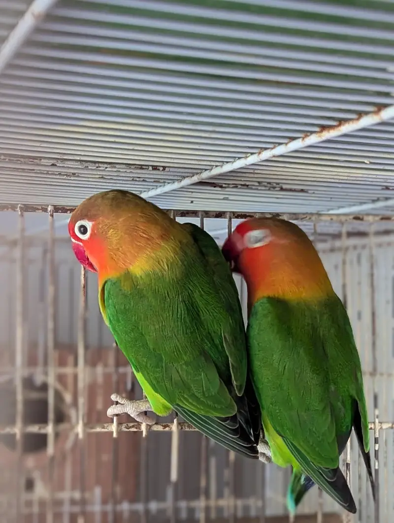 FISHER BREEDER PAIR — photo 4