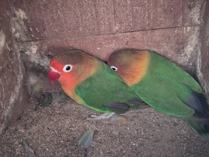 FISHER BREEDER PAIR — photo 6