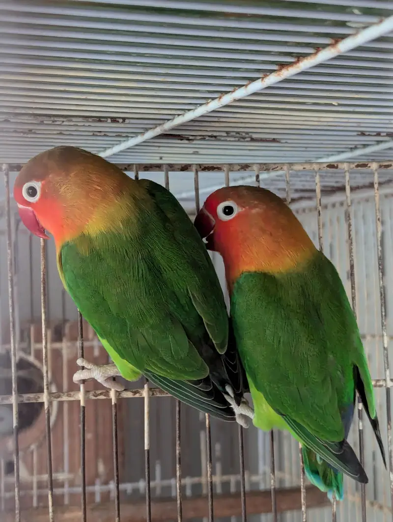 FISHER BREEDER PAIR — photo 7