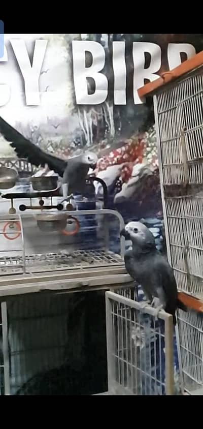 African gery parrots