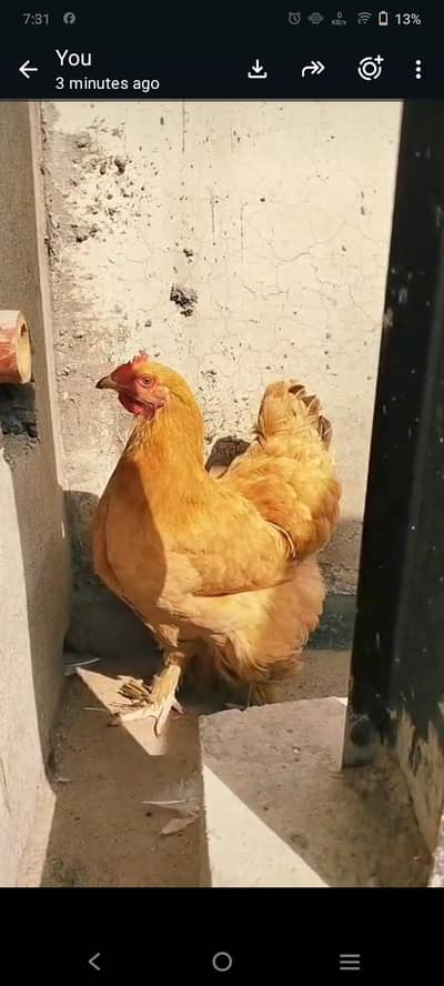 Egg Laying female