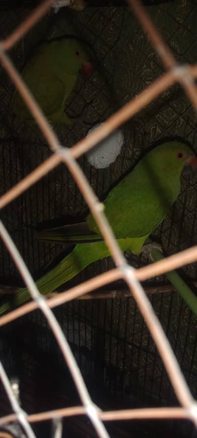 parrot ka pair ha nail fly sab ok low price only serious buyer contact