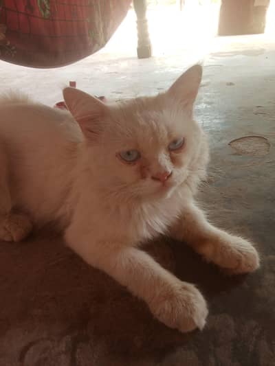 Persian cat