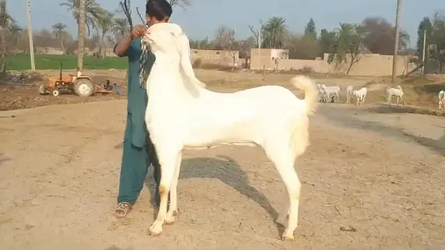 do desi bakre for sale call me,,,03229844345 — photo 2