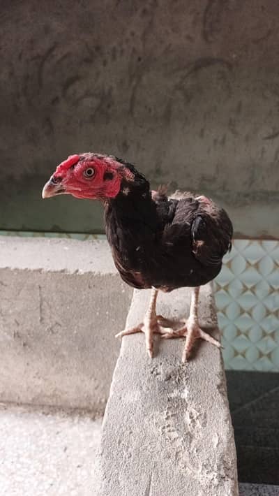 Aseel female