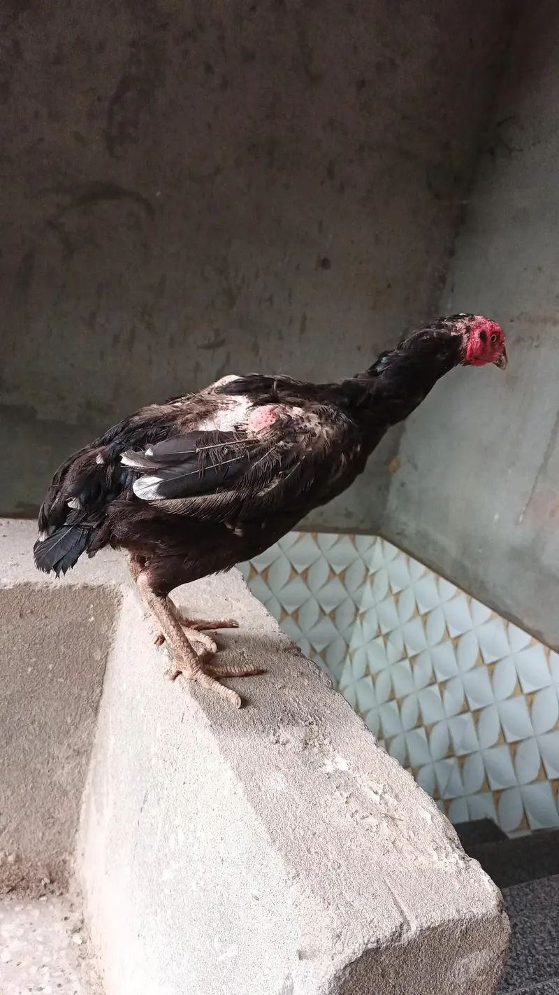 Aseel female — photo 2
