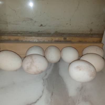 Thai Cross Fertile Eggs Available