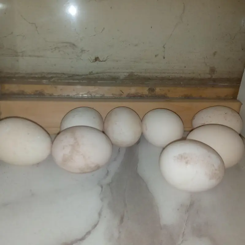 Thai Cross Fertile Eggs Available