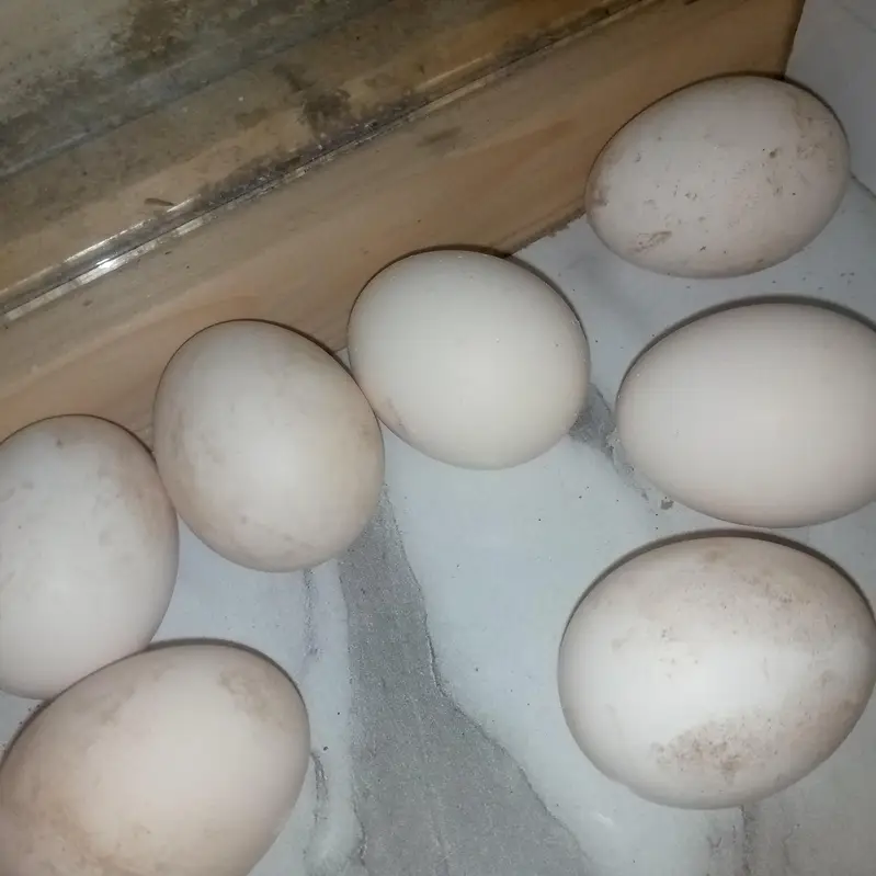 Thai Cross Fertile Eggs Available — photo 2