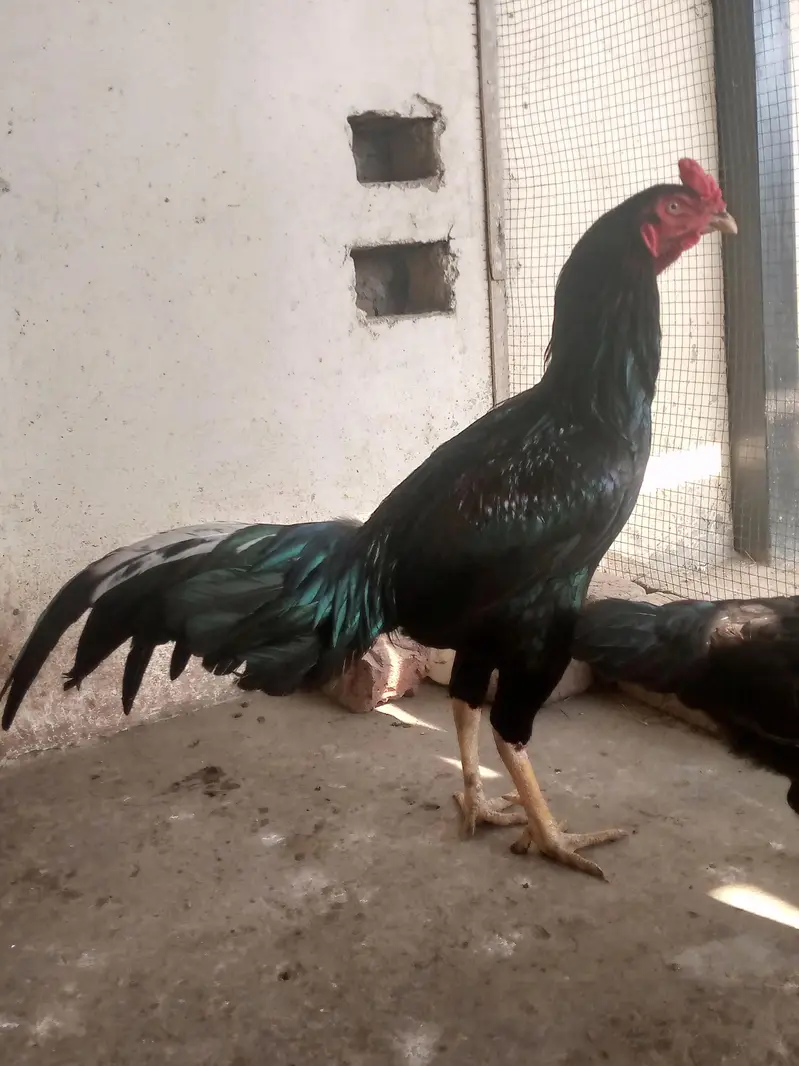 Thai Cross Fertile Eggs Available — photo 3