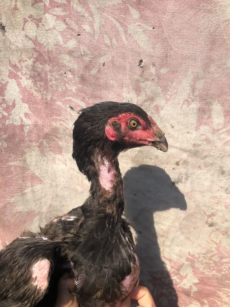 Thai Cross Fertile Eggs Available — photo 4