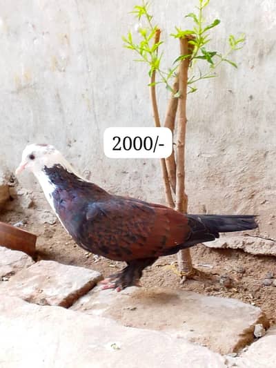 pigeons