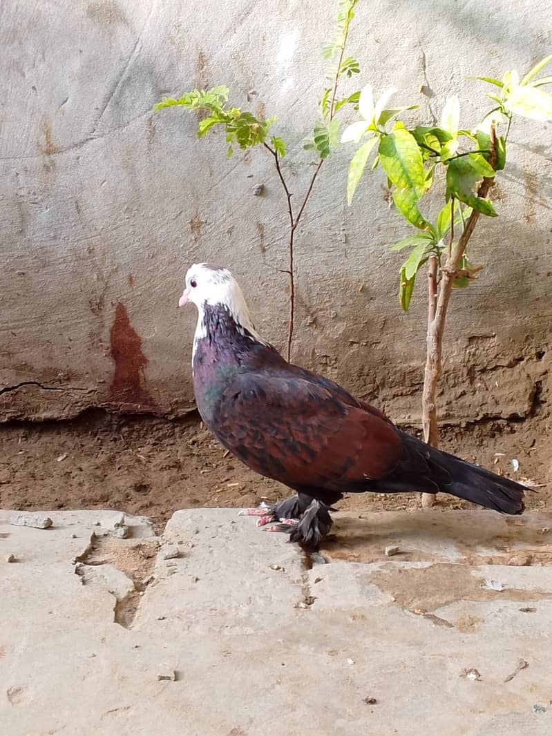 pigeons 1