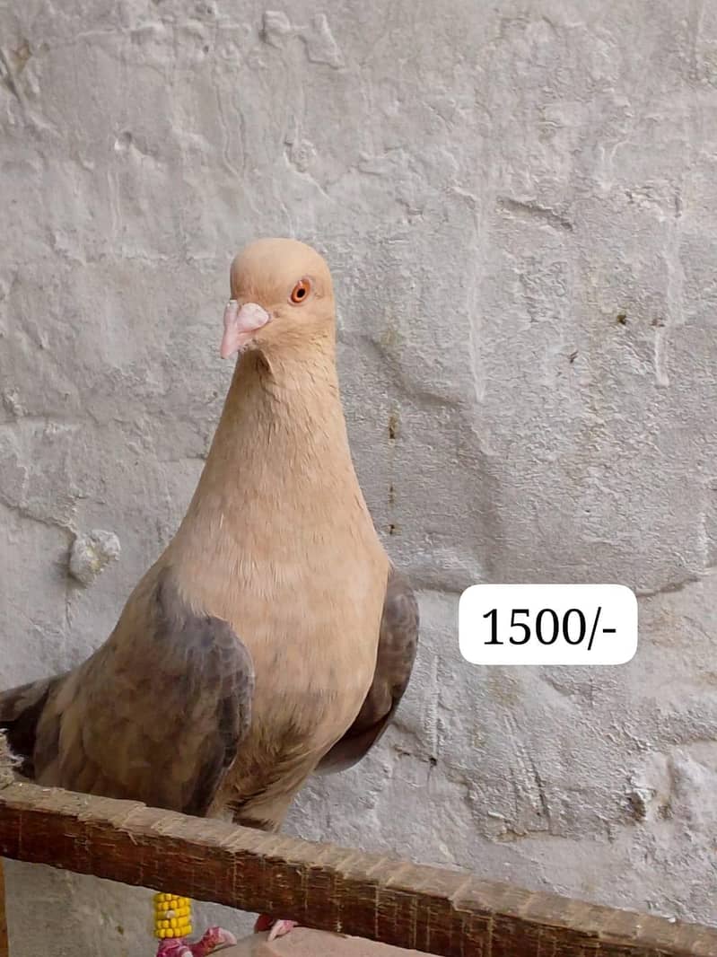 pigeons 2