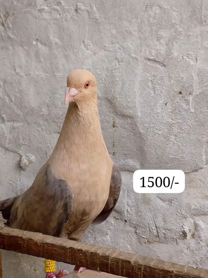 pigeons — photo 3