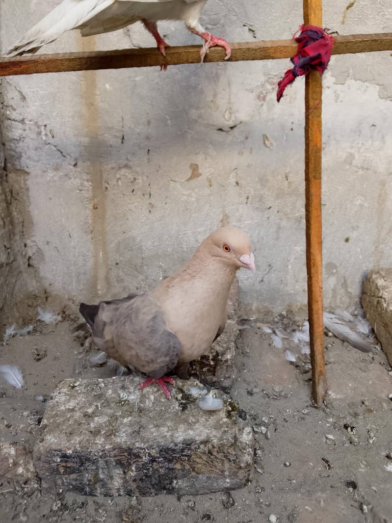 pigeons 3