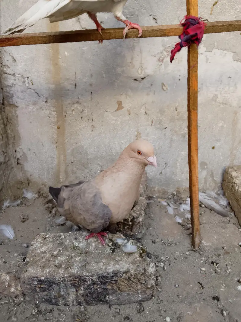 pigeons — photo 4