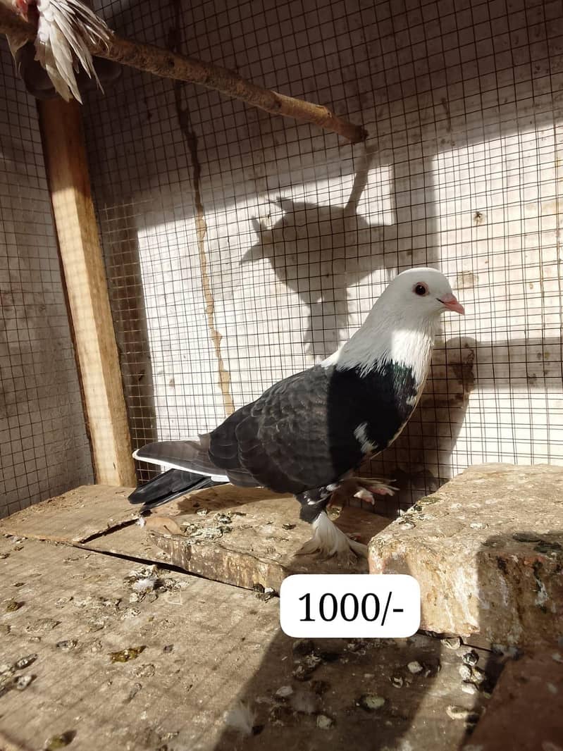 pigeons 4