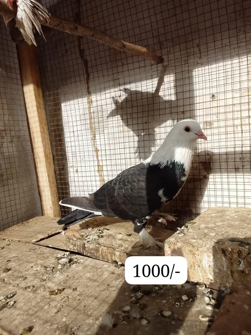 pigeons — photo 5