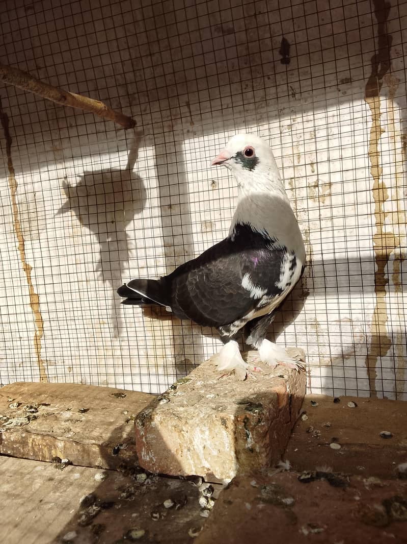 pigeons 5