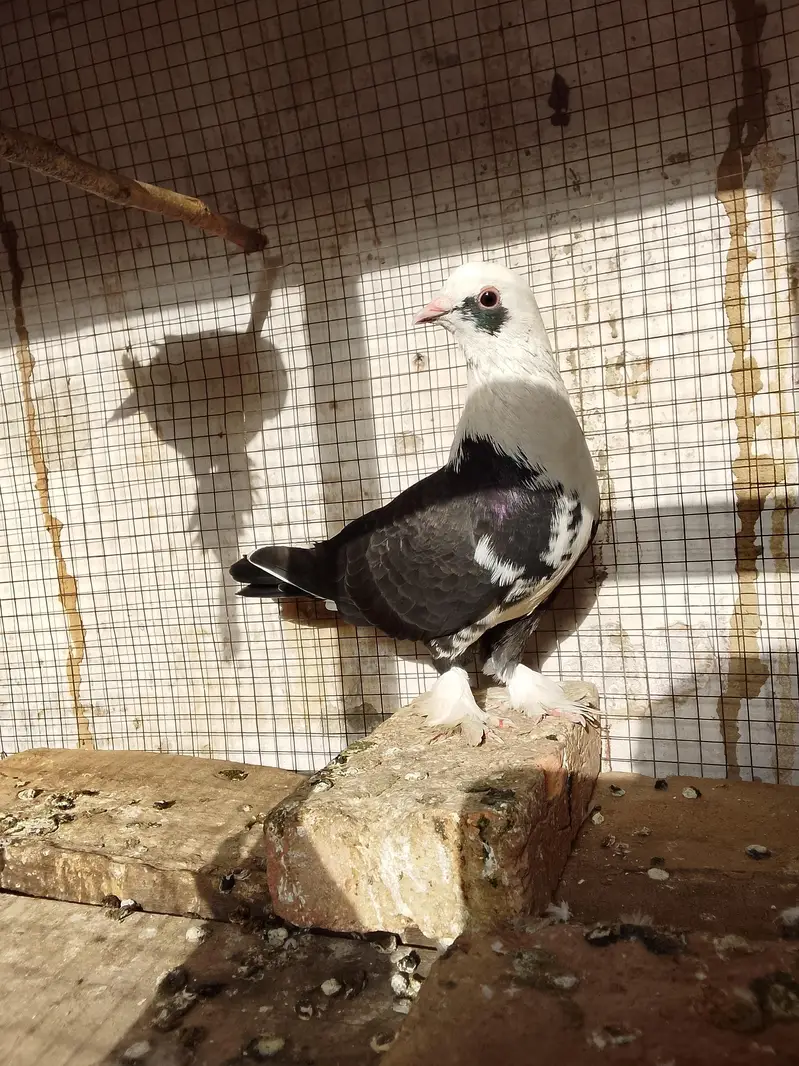 pigeons — photo 6