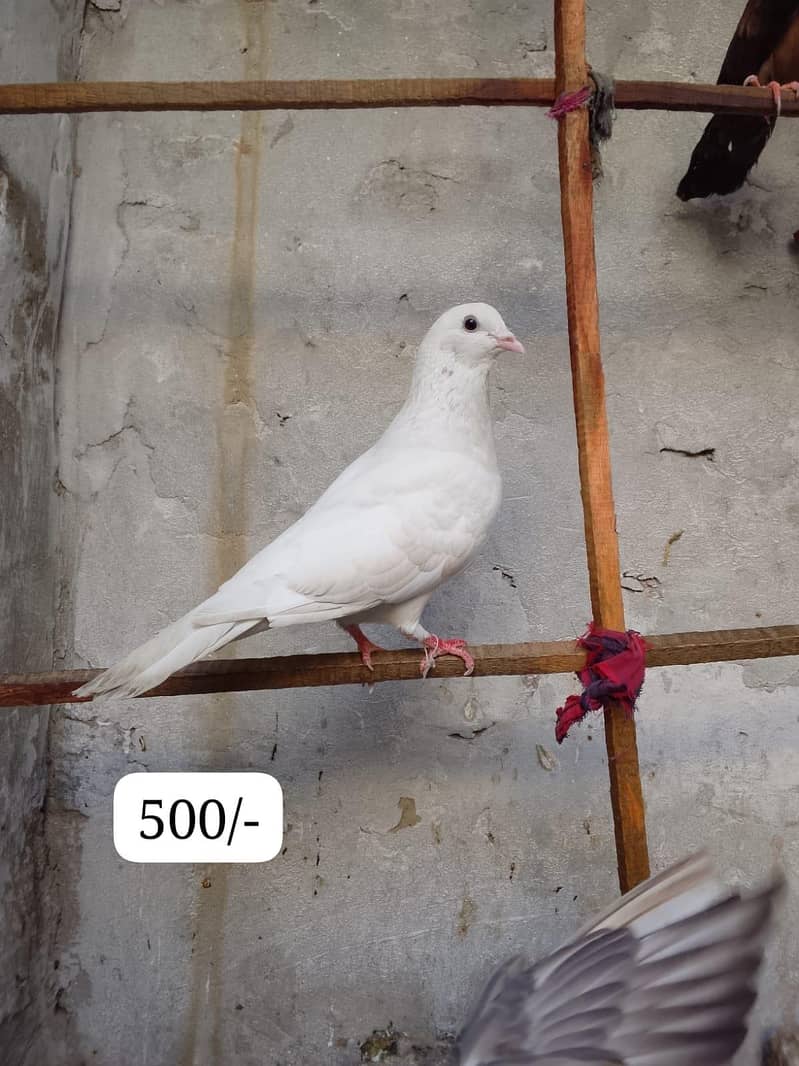 pigeons 6