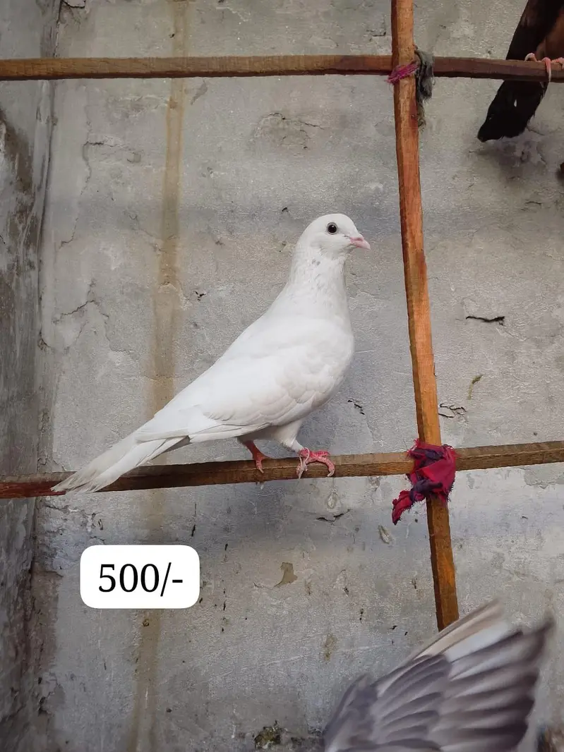 pigeons — photo 7