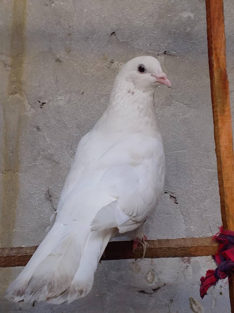 pigeons 7
