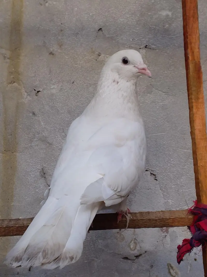 pigeons — photo 8