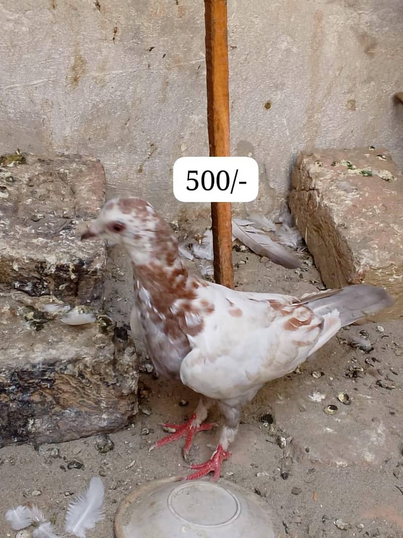 pigeons 8