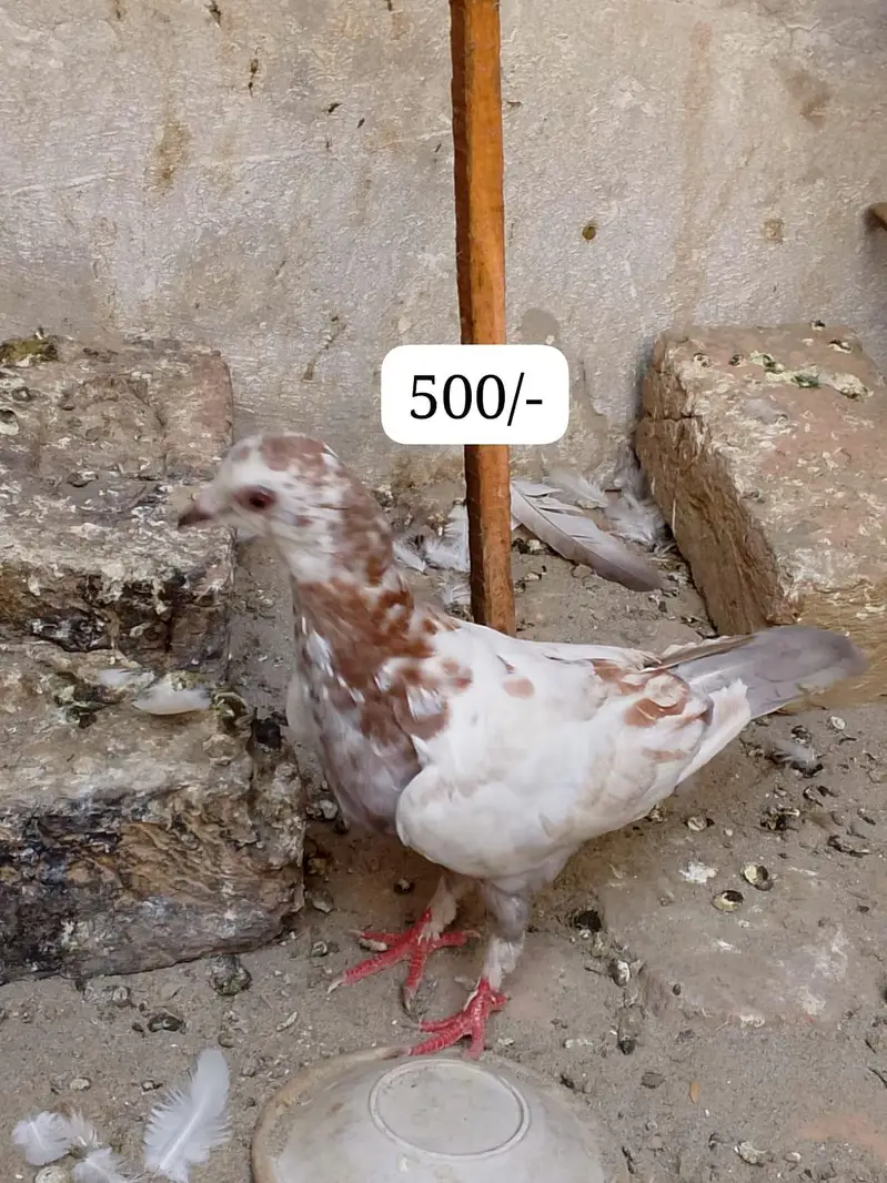 pigeons — photo 9