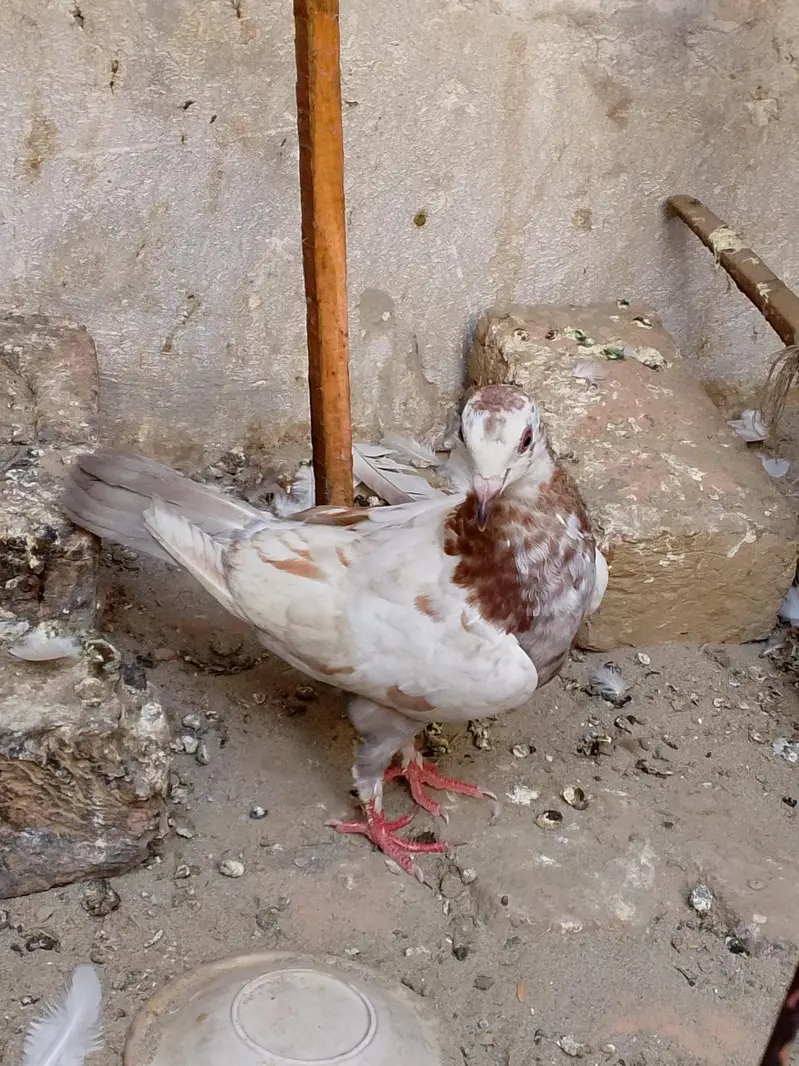 pigeons — photo 10