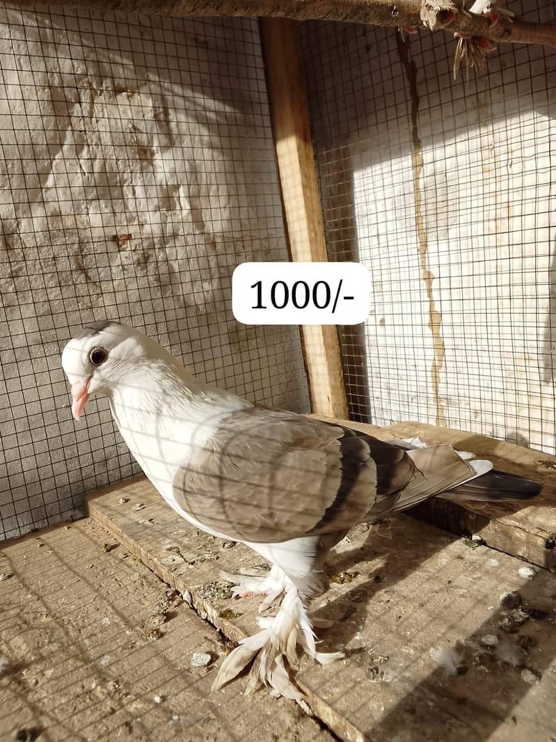 pigeons 10