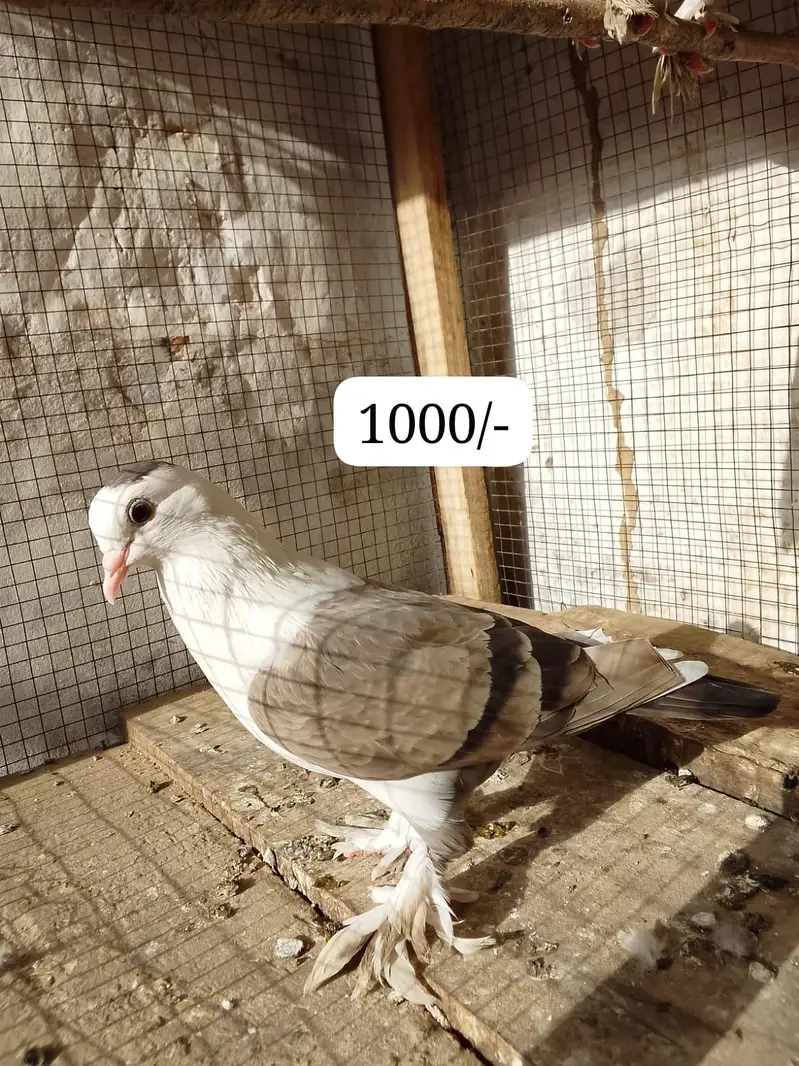 pigeons — photo 11