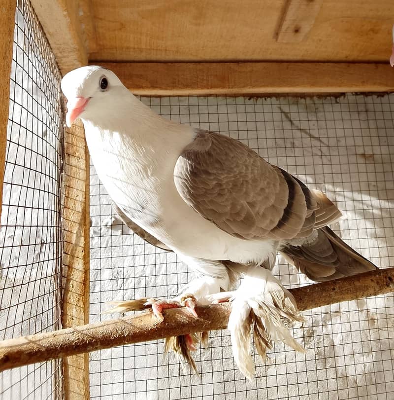 pigeons 11