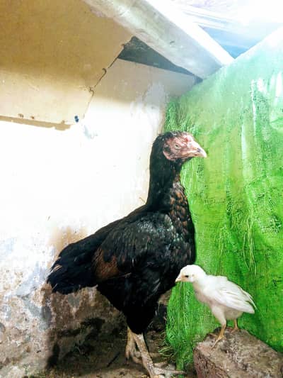 Kamlia breed Aseel old blood line