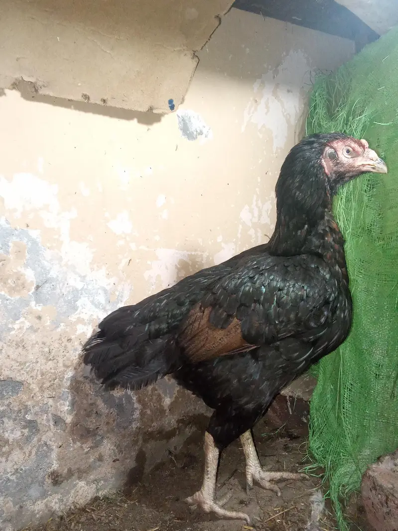 Kamlia breed Aseel old blood line — photo 2