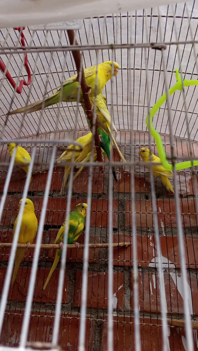 Mix buggies male female — photo 2