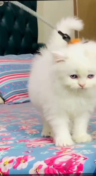 Sell beautiful Cat