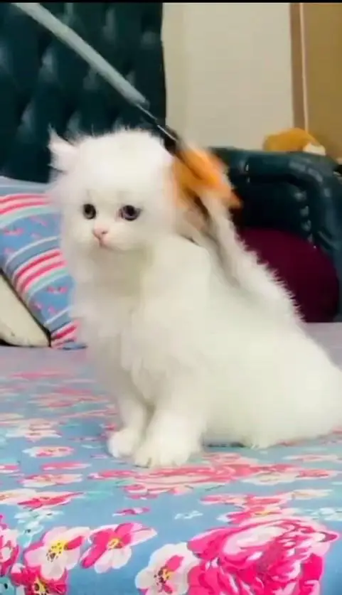 Sell beautiful Cat — photo 2
