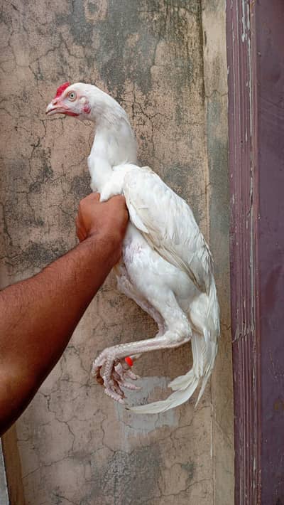 heera patha chors nali white noke nali