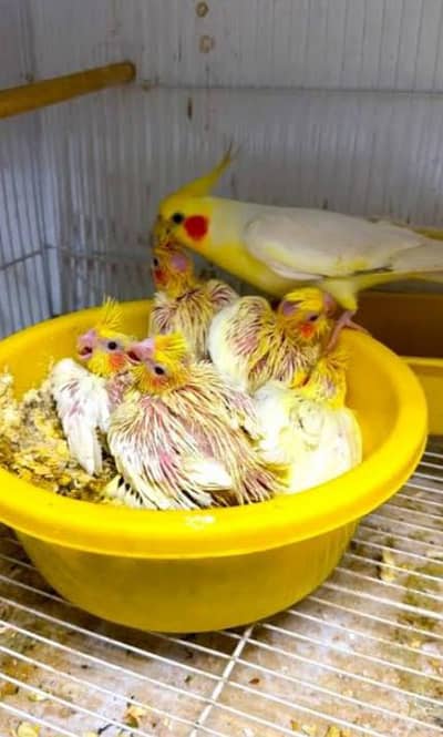 cocktail babys