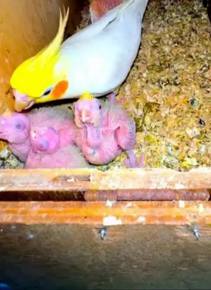 cocktail babys — photo 2