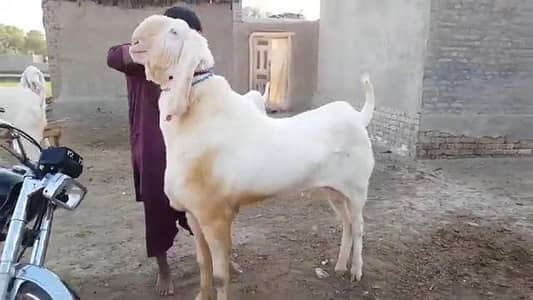desi Bakra for sale WhatsApp,,03487390292