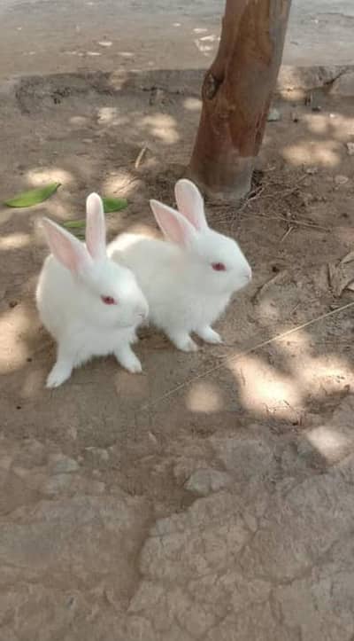 rabbit bunies