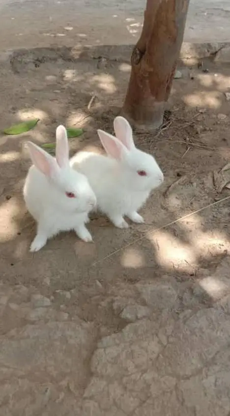 rabbit bunies