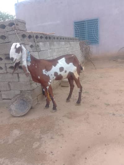 bakri urgent sale