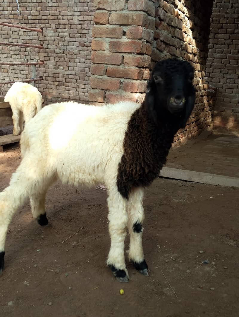 laly(Sheeps) 0