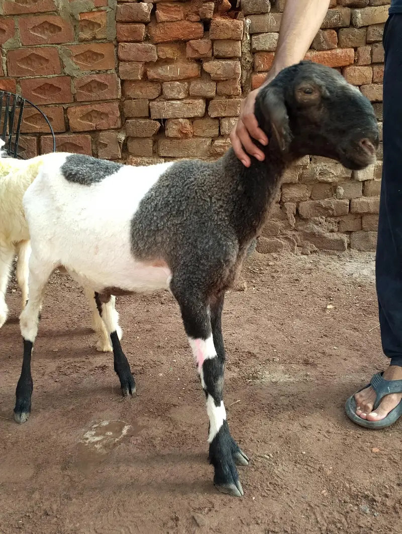 laly(Sheeps) — photo 2
