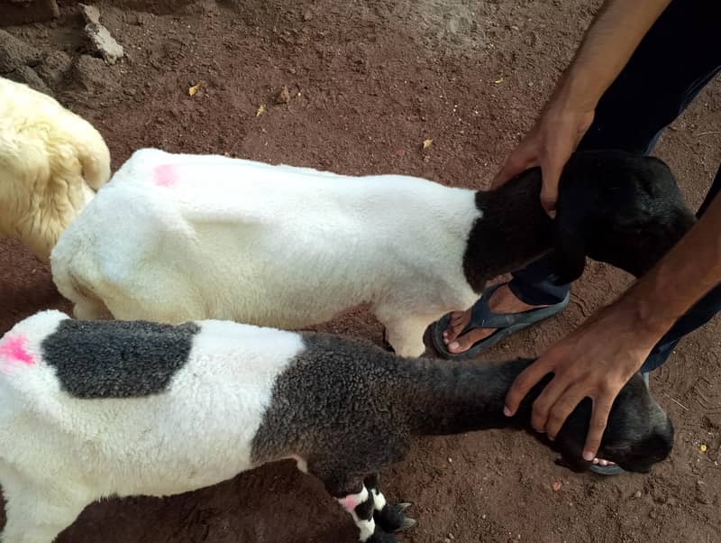 laly(Sheeps) 2